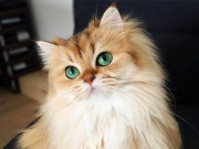 Nhà đẹp - Mèo Anh lông dài - Đặc điểm, phân loại, giá bán và cách nuôi