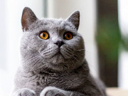 Nhà đẹp - Mèo Anh lông ngắn - Đặc điểm, phân loại, màu sắc, cách nuôi và giá bán