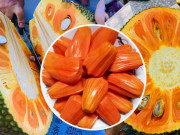 Xem ăn chơi - Loại quả xưa ít ai biết, giờ thành đặc sản ra phố, có đến đâu bán hết đến đó, 250.000 đồng/kg
