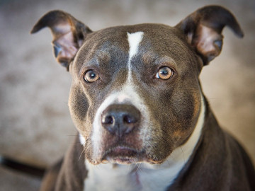 Chó Pitbull - Nguồn gốc, đặc điểm, giá bán và cách thuần hóa