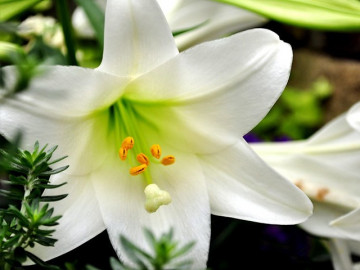 Hoa loa kèn có ý nghĩa gì? Cách trồng và chăm sóc giúp hoa nở đẹp