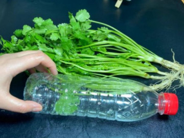 Bỏ rau mùi vào chai nhựa, để nửa tháng từ 1 biến thành 3, quanh năm không cần mua rau