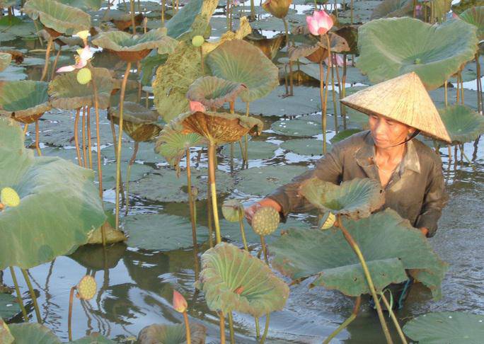 Ngỡ ngàng trước cảnh thanh bình ở di sản Thành nhà Hồ - 8