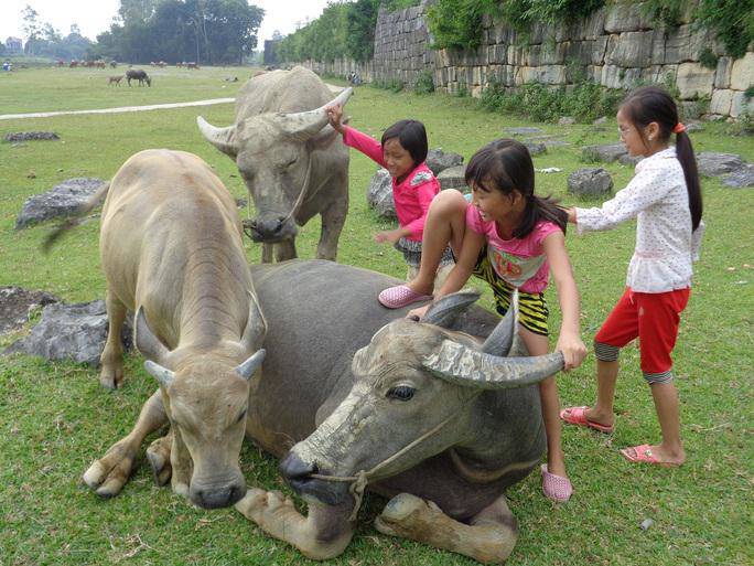 Trẻ em nô đùa bên những chú trâu - Ảnh: Thành nhà Hồimg src/upload/3-2022/images/2022-08-14/1660486591-cf2033beb0993a9ba0788a2036e4b83f.jpg width660 /