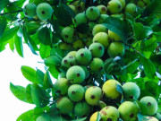 Xem ăn chơi - Loại quả xưa chín rụng đầy gốc không ai hái, giờ thành đặc sản được chị em "ưa chuộng", 60.000 đồng/kg