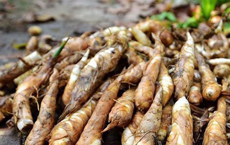 Trong những năm tháng khó khăn, cùng với ngô, khoai, sắn, củ dong riềng là thứ được dùng để thay thế cho lúa gạo