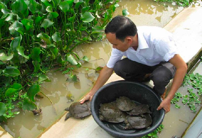 Nuôi ba ba đơn giản, mang lại thu nhập cao.