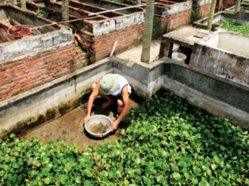Nghề lạ ở Việt Nam: Vay mượn để nuôi loài đặc sản lạ dưới ao bèo, lão nông miền Tây đổi đời thành đại gia