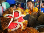 Xem ăn chơi - Loại quả xưa ít người biết, giờ thành đặc sản được "săn lùng", muốn ăn phải đến nơi này, 350.000 đồng/kg