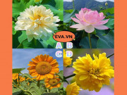 Eva tám - Trắc nghiệm tâm lý: Loài hoa nào khiến bạn cảm thấy hạnh phúc nhất?