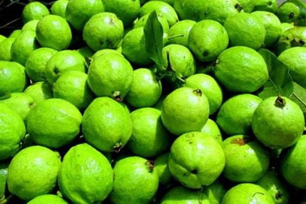 Ổi găng cho thu hoạch quanh năm, song rộ nhất là vào tháng 7, tháng 8 dương lịch hàng năm.