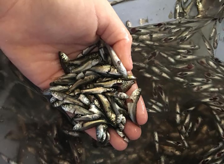 Cá nhỏ amp; # 34; countrysideamp; # 34;  là đặc sản của miền Tây, đầu mùa giá 300.000 đồng vẫn được khách tranh mua - 1