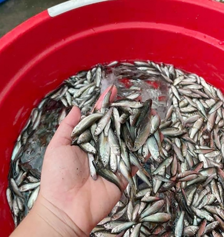 Cá nhỏ amp; # 34; countrysideamp; # 34; là đặc sản của miền Tây, đầu mùa giá 300.000 đồng vẫn được khách tranh mua - 4