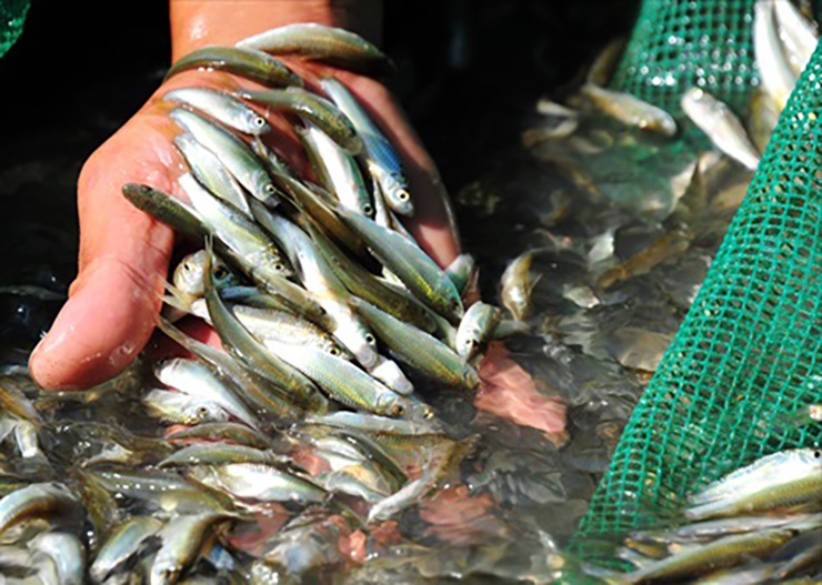 Cá nhỏ amp; # 34; countrysideamp; # 34; là đặc sản miền Tây, đầu mùa giá 300.000 đồng khách vẫn tranh mua - 9