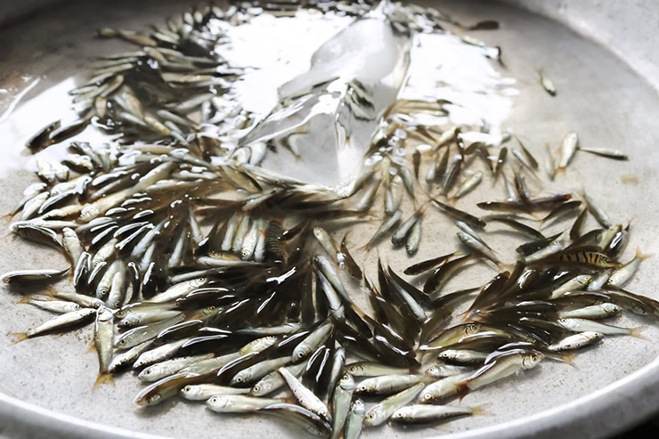 Cá nhỏ amp; # 34; countrysideamp; # 34; là đặc sản của miền Tây, đầu mùa giá 300.000 đồng vẫn được khách tranh mua - 7