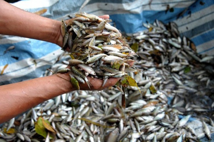 Cá nhỏ amp; # 34; countrysideamp; # 34; là đặc sản của miền Tây, đầu mùa giá 300.000 đồng vẫn được khách tranh mua - 8