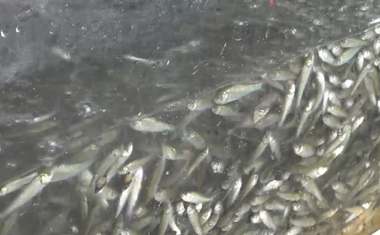 Cá nhỏ amp; # 34; countrysideamp; # 34; là đặc sản của miền Tây, đầu mùa giá 300.000 đồng khách vẫn tranh mua - 12