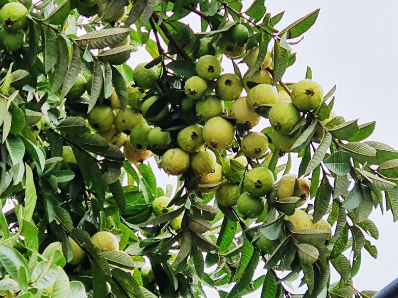 Theo kinh nghiệm của những lão làng trồng ổi Đông Dư thì những quả có gân hằn càng nhiều thì càng ngon và giòn.