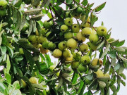 Xem ăn chơi - Loại quả xưa có đầy không ai ăn, giờ trở thành đặc sản nổi tiếng được "ưa chuộng" đến lạ, 70.000 đồng/kg