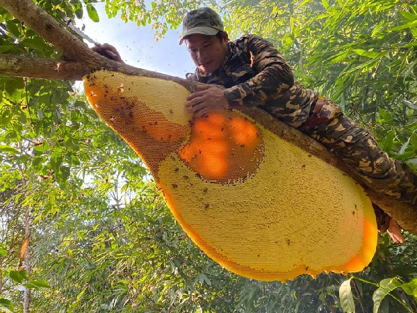 Từng tổ ong to bằng cả cái mâm, treo trên cành cây.