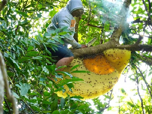 Ong khoái vô cùng hung dữ, phải có đồ bảo hộ cẩn thận khi tiếp cận.