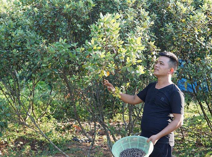 Chỉ riêng việc bán quả sim chín, anh Kiên thu về từ 30-40 triệu đồng/vụ.