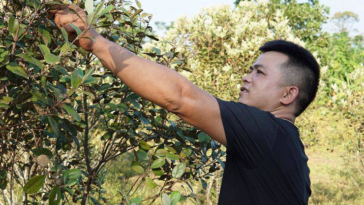 Anh Kiên hiện tại có khoảng 400 gốc sim trồng trong vườn nhà.