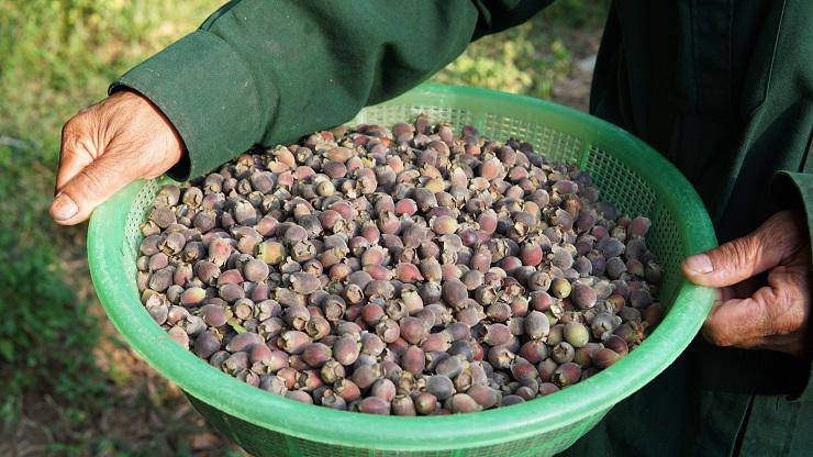 Quả sim được nhiều người lùng mua với giá từ 30-50 nghìn đồng/kg.