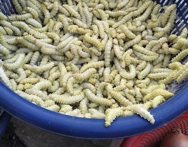 Đặc sản nổi tiếng chỉ có ở Phú Thọ, nhìn thì sợ nhưng ngon vô cùng