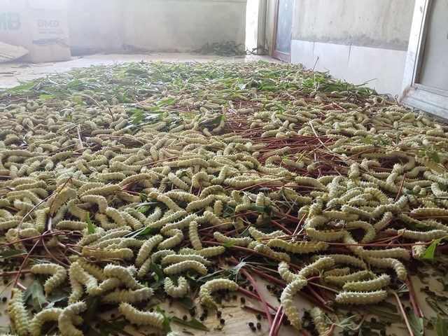 Đặc sản nổi tiếng chỉ có ở Phú Thọ, nhìn đã sợ nhưng vô cùng thơm ngon, hấp dẫn