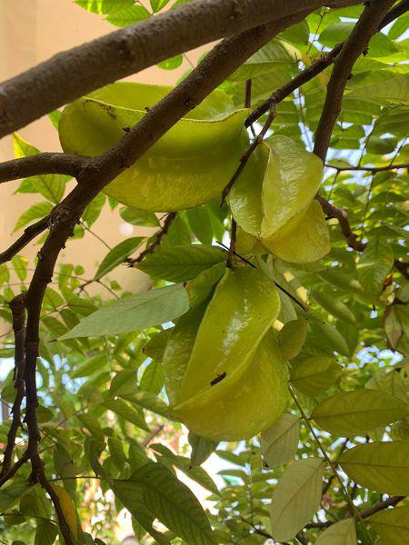Loại quả xưa có đầy không ai hái, nay làm thành món đặc sản lạ chị em thành phố thích mê, 130.000 đồng/kg - 2