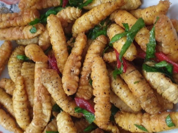Đặc sản nổi tiếng chỉ có ở Phú Thọ, nhìn sợ khiếp vía nhưng vô cùng ngon ngọt và đại bổ, 150.000 đồng/kg