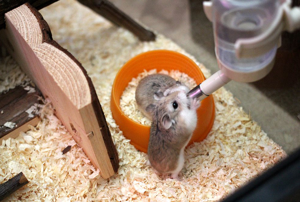 Chuột Hamster - Phân loại, giá cả và cơ hội bảo vệ con chuột đẹp mắt mạnh bạo - 16