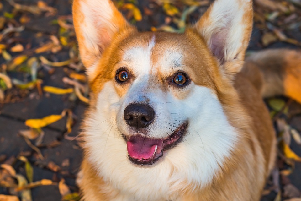 Chó Corgi - Nguồn gốc, đặc điểm và cách chăm sóc tốt nhất - 34