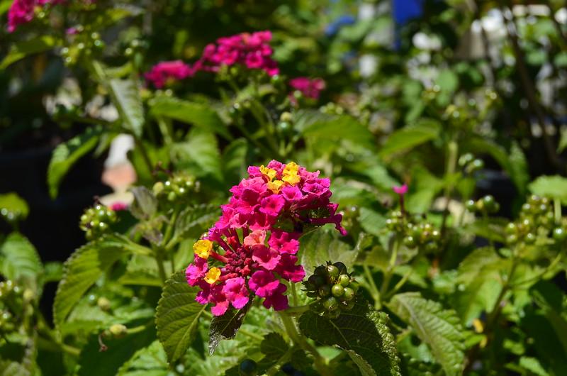 Hoa Ngũ Sắc - Đặc điểm, ý nghĩa và cách chăm cho hoa nở quanh năm - 4