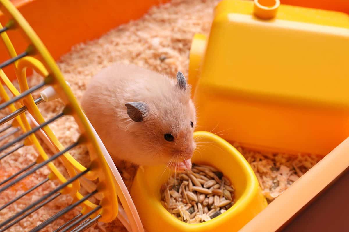 Chuột Hamster - Phân loại, giá cả và cơ hội bảo vệ con chuột đẹp mắt mạnh bạo - 15