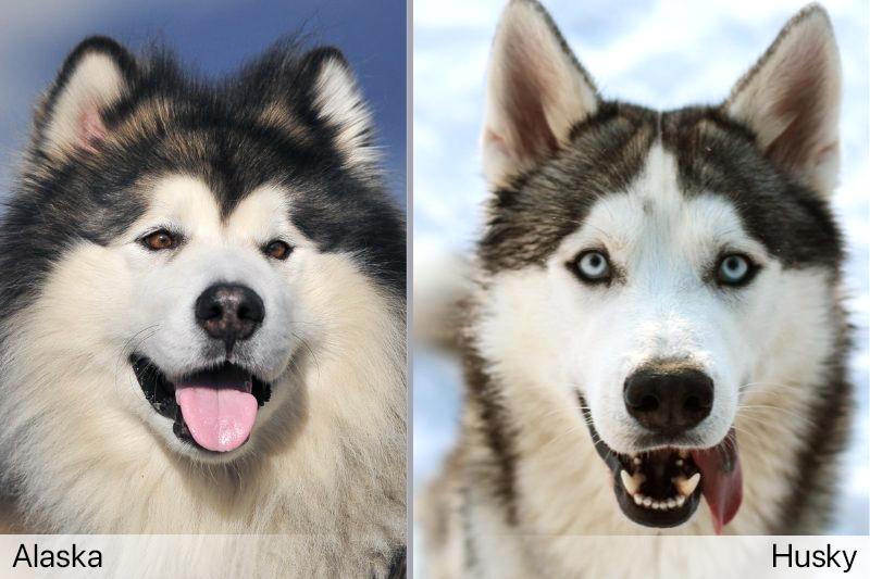 Chó Alaska - Cách phân biệt với chó Husky và cách nuôi - 24