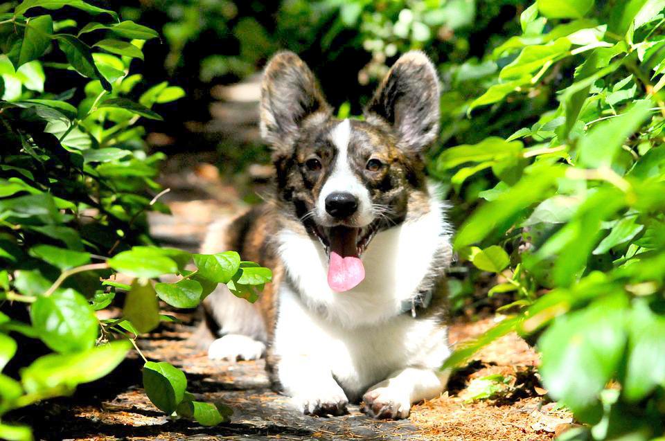 Chó Corgi - Nguồn gốc, đặc điểm và cách chăm sóc tốt nhất - 35