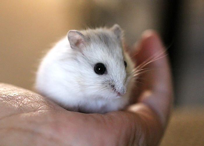 Chuột Hamster - Phân loại, giá cả và cơ hội bảo vệ con chuột đẹp mắt mạnh bạo - 6