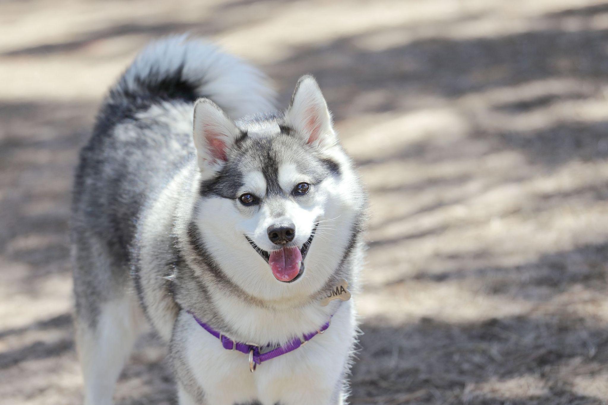 Chó Alaska - Cách phân biệt với chó Husky và cách nuôi - 6