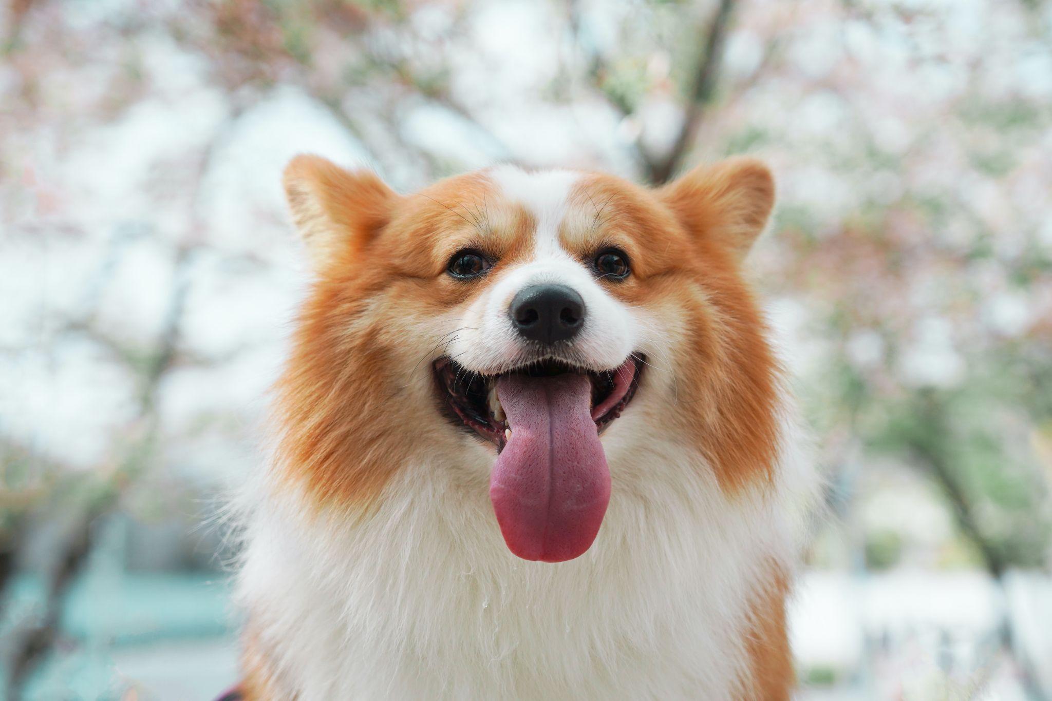 Chó Corgi - Nguồn gốc, đặc điểm và cách chăm sóc tốt nhất - 41