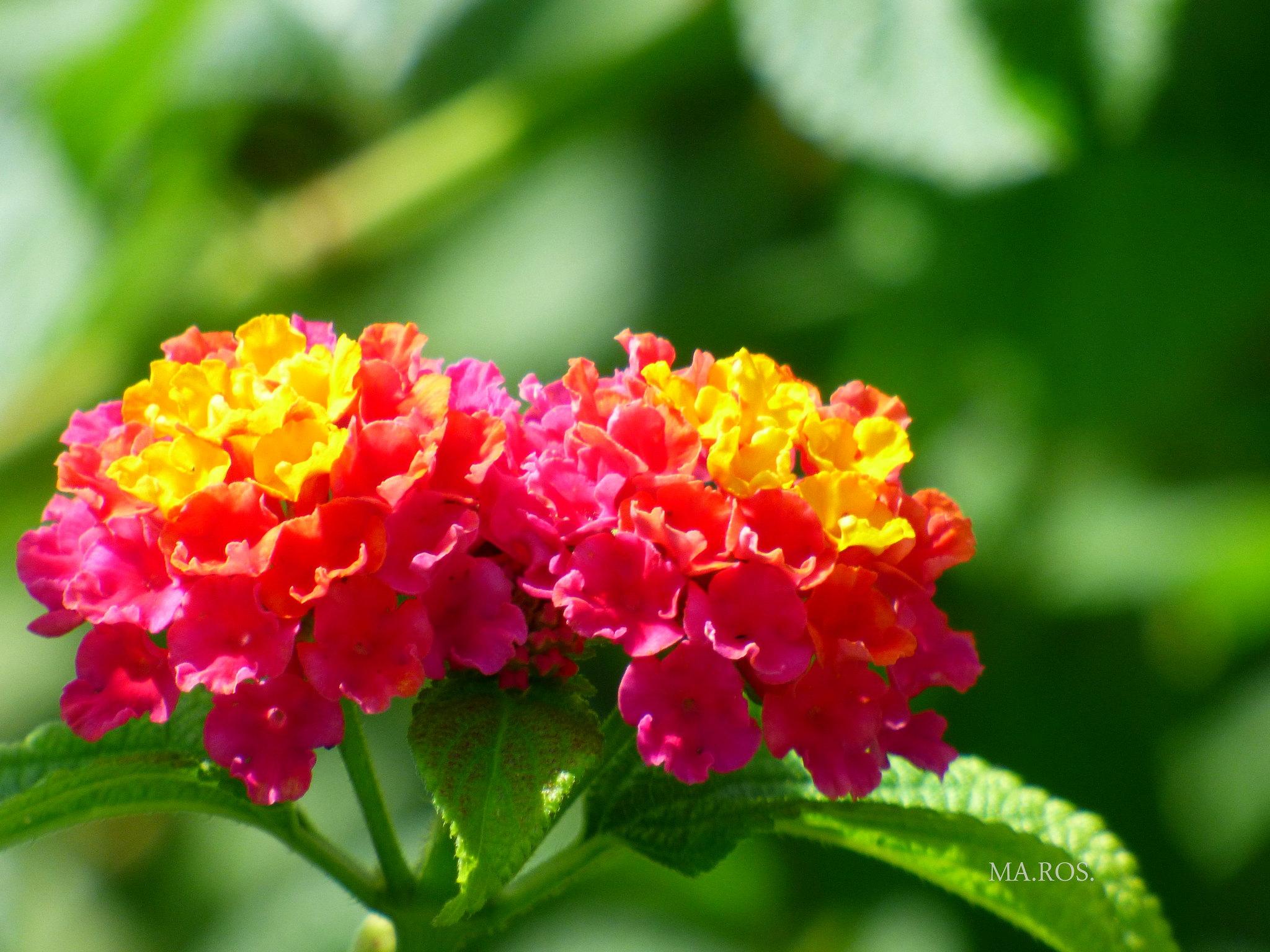 Hoa Ngũ Sắc - Đặc điểm, ý nghĩa và cách chăm cho hoa nở quanh năm - 25