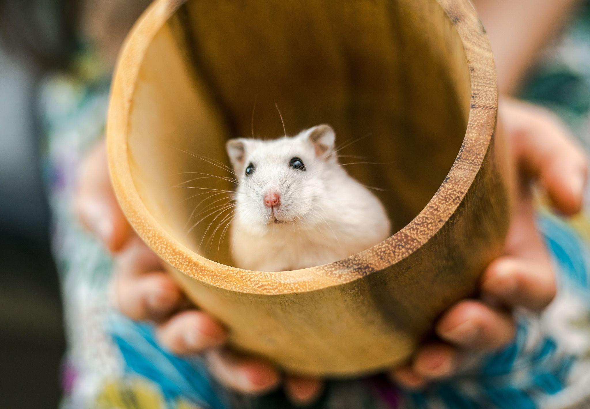 Chuột Hamster - Phân loại, giá cả và cơ hội bảo vệ con chuột đẹp mắt mạnh bạo - 37