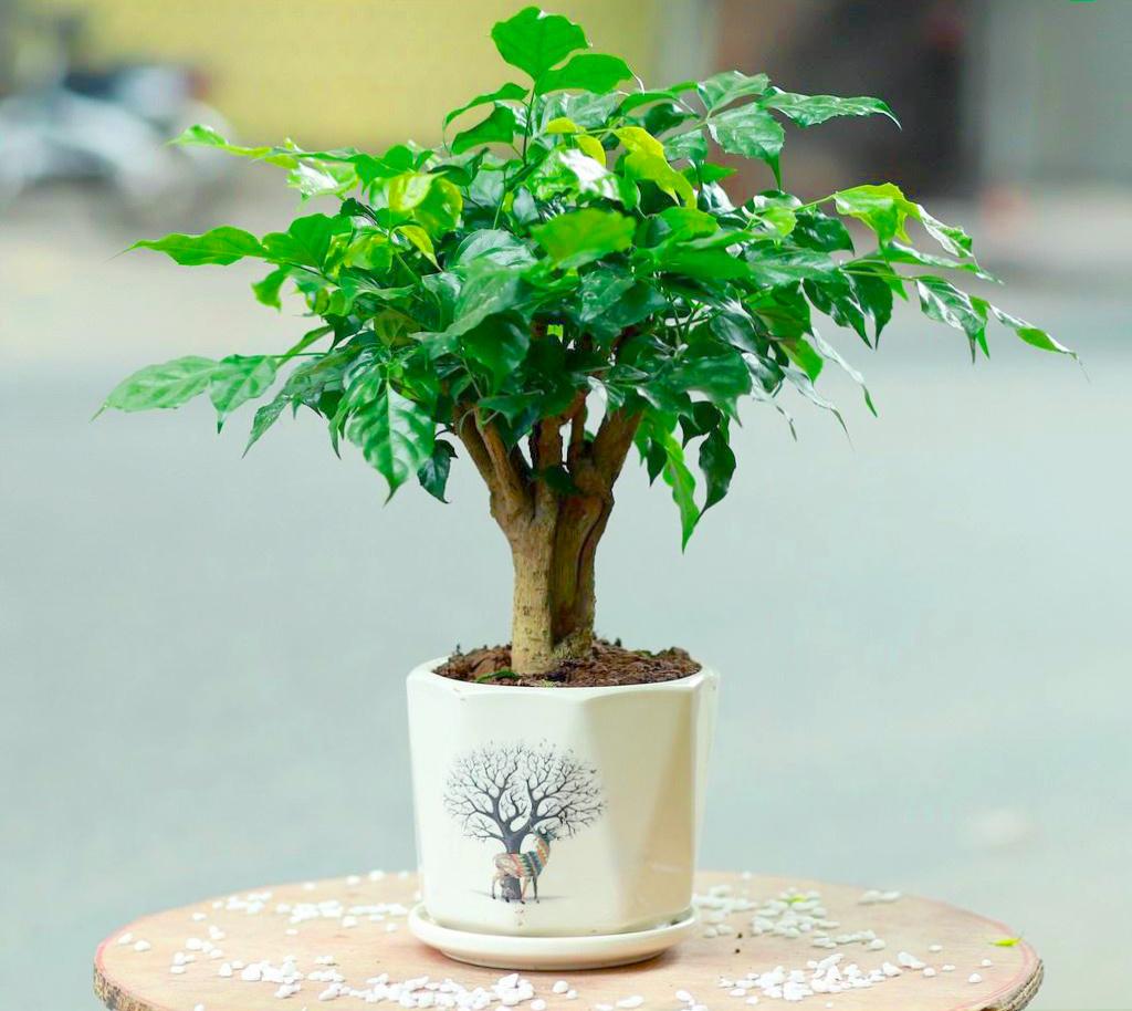 Cây Hạnh Phúc - Đặc điểm, ý nghĩa, cách trồng và cách chăm sóc