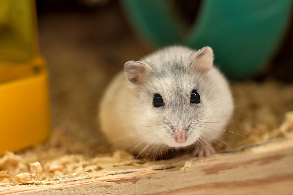 Chuột Hamster - Phân loại, giá cả và cơ hội bảo vệ con chuột đẹp mắt mạnh bạo - 34