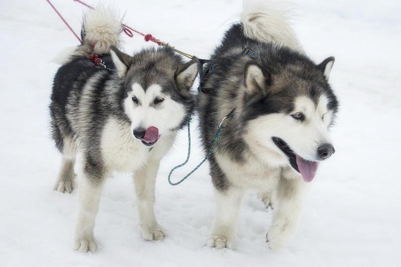 Chó Alaska - Cách phân biệt với chó Husky và cách nuôi