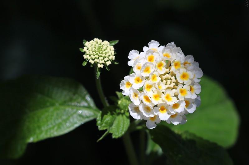 Hoa Ngũ Sắc - Đặc điểm, ý nghĩa và cách chăm cho hoa nở quanh năm - 23
