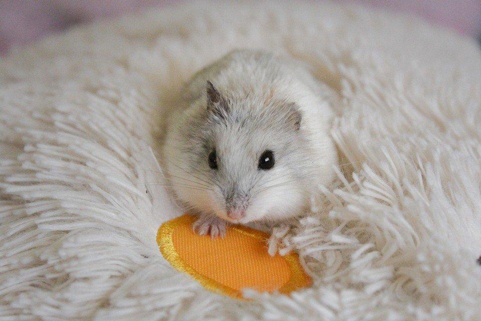 Chuột Hamster - Phân loại, giá cả và cơ hội bảo vệ con chuột đẹp mắt mạnh bạo - 45