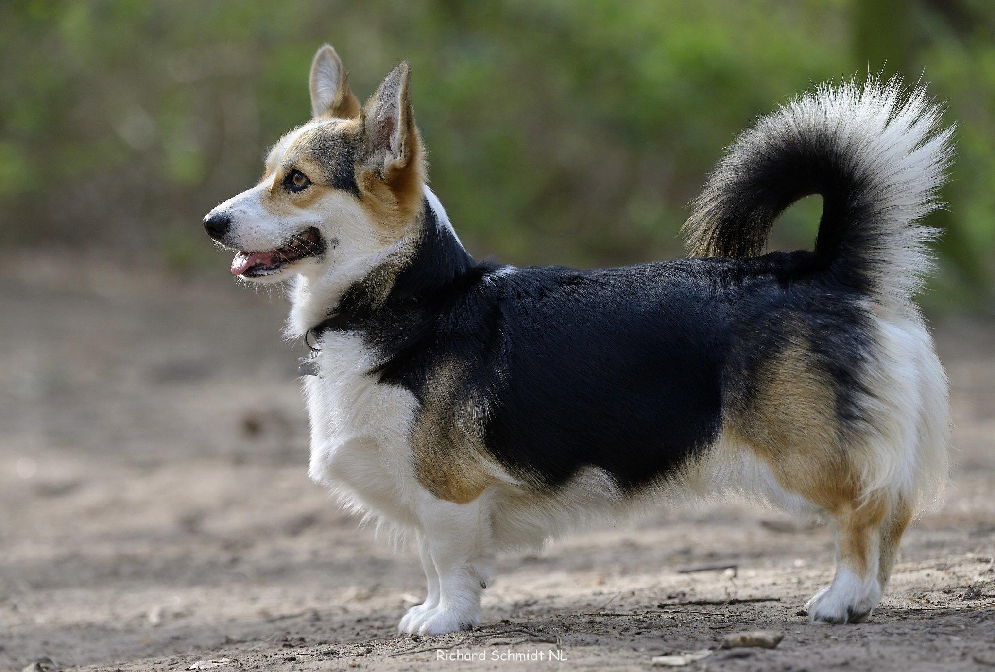 Chó Corgi - Nguồn gốc, đặc điểm và cách chăm sóc tốt nhất - 8