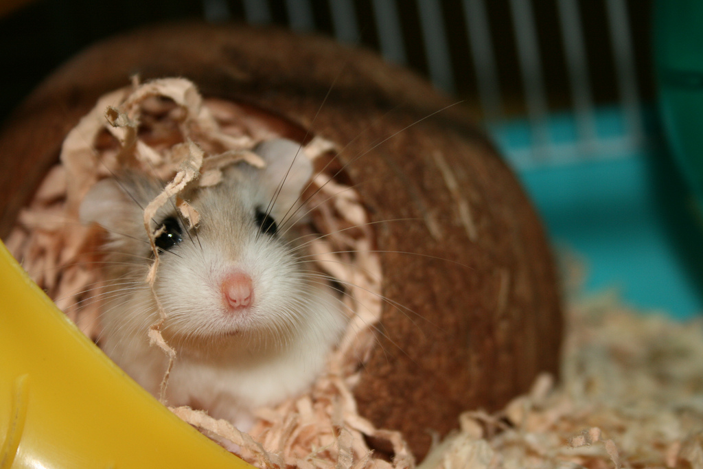 Chuột Hamster - Phân loại, giá cả và cơ hội bảo vệ con chuột đẹp mắt mạnh bạo - 26